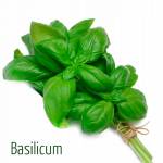 Bazylia zielona 1g
